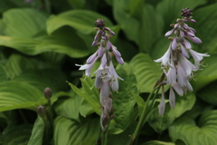 Hosta sieboldii