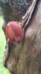 Auricularia heimuer