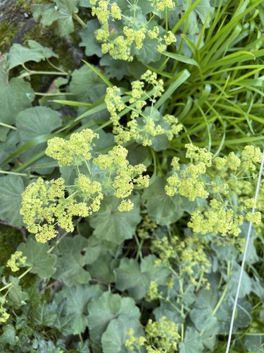 Lady's Mantle