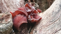 Auricularia heimuer