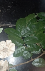 Pterocarpus