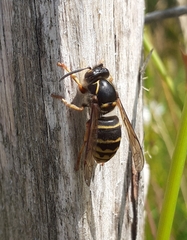 Dolichovespula media