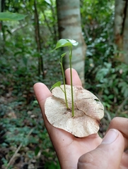 Pterocarpus