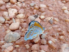 Euryphura concordia