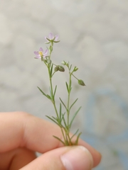 Spergularia rubra