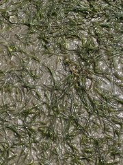 Zostera noltei