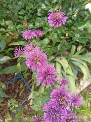 Monarda fistulosa