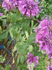 Monarda fistulosa