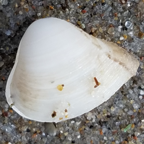 Dwarf Surfclam