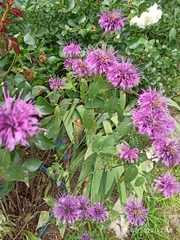 Monarda fistulosa
