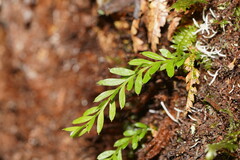 Tmesipteris ovata