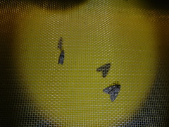 Cryphia fraudatricula