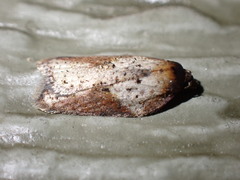 Acleris macdunnoughi
