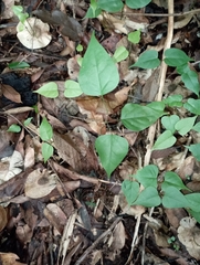 Pterocarpus