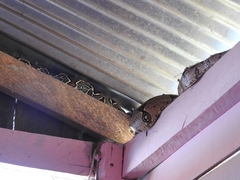 Boa constrictor constrictor