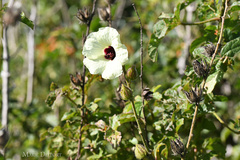Hibiscus diversifolius