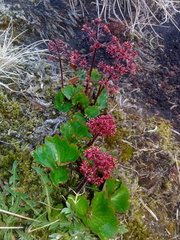 Micranthes purpurascens