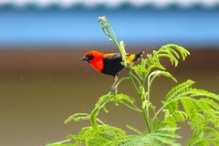 Euplectes franciscanus