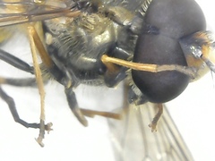 Parasyrphus annulatus