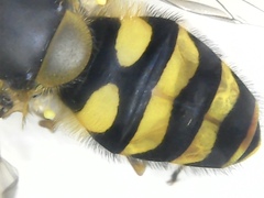 Parasyrphus annulatus