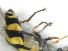 Parasyrphus annulatus