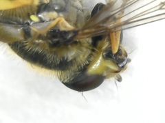 Parasyrphus annulatus
