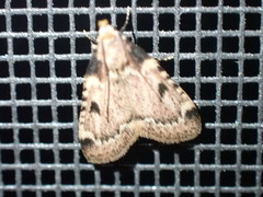 Aglossa costiferalis