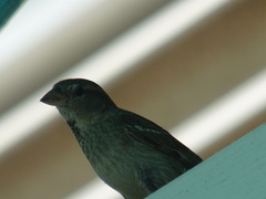 Passer hispaniolensis