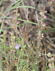 Scutellaria drummondii