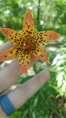 Lilium canadense