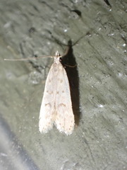 Dichomeris punctidiscellus