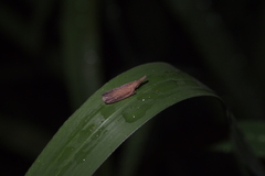 Pyrilla perpusilla