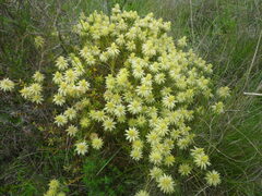 Phylica plumosa