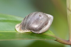 Pythia