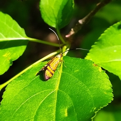 Nemophora bellela
