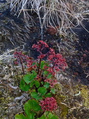 Micranthes purpurascens