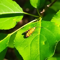 Nemophora bellela
