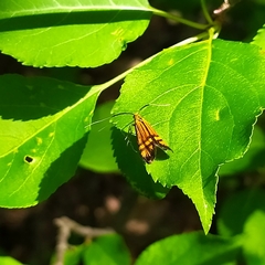 Nemophora bellela