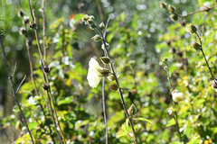 Hibiscus diversifolius