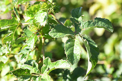 Hibiscus diversifolius