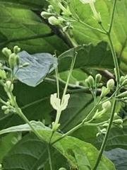 Clerodendrum cyrtophyllum
