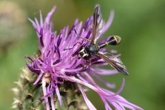 Physocephala nigra