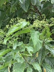 Clerodendrum cyrtophyllum