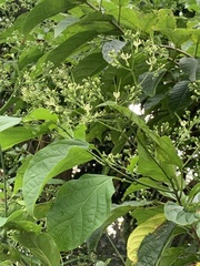 Clerodendrum cyrtophyllum