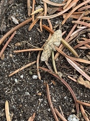Eupithecia inturbata