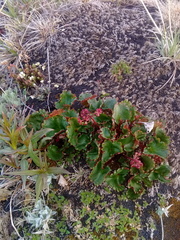 Micranthes purpurascens