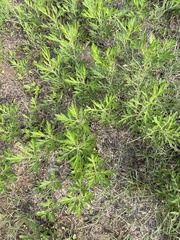 Artemisia codonocephala