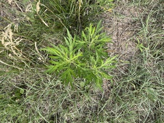 Artemisia codonocephala