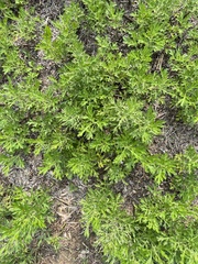 Artemisia codonocephala