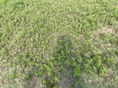 Artemisia codonocephala